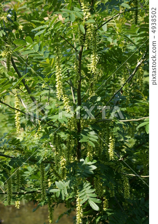 Fruit like the wing is dancing in the wind. 4938502