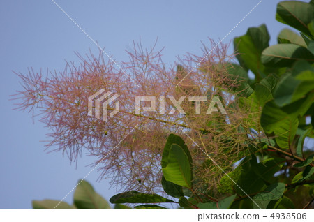 煙霧樹據說是煙樹。 煙霧樹據說是煙樹。 4938506