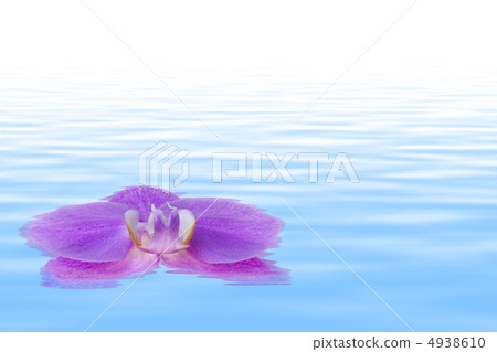 Orchid Flower 4938610