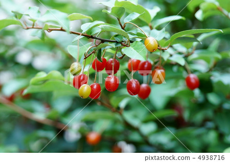 I found the fruit of mushrooms ❢ I found the fruit of mushrooms ❢ 4938716