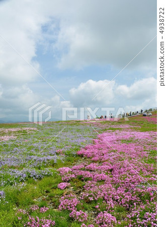 Spring grass cherry hill of Charentacean Plateau 4938722