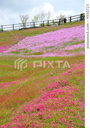 Spring grass cherry hill of Charentacean Plateau 4938723