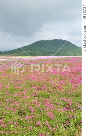 Charentacean高原春天草櫻桃小山 4938724
