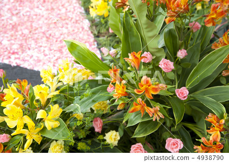 Alstroemeria 4938790