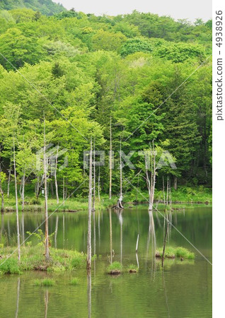 新鮮的綠色湖畔 新鮮的綠色湖畔 4938926