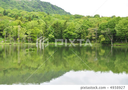 新鮮的綠色湖畔 新鮮的綠色湖畔 4938927