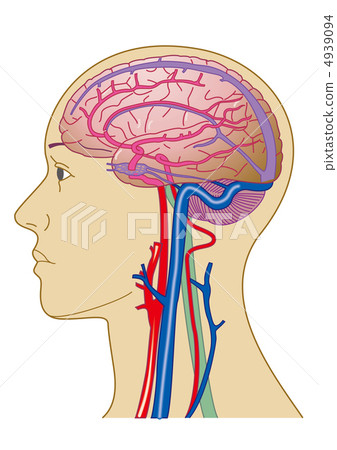 Brain and blood vessels - Stock Illustration [4939094] - PIXTA