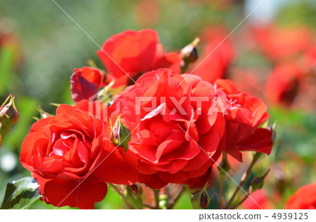玫瑰 4939125