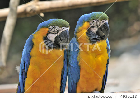 Ruri Macawo Ruri Macawo 4939128