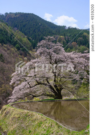 櫻花的橋樑 4939200