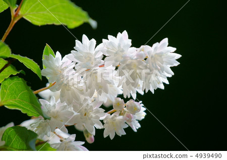 Ginsa Kuroki Sarasa Tutsugi It is a small sky of Yae. 4939490