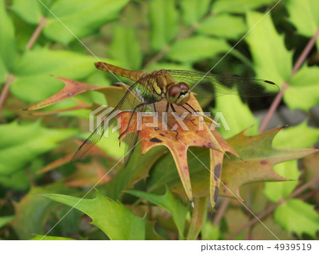 Dragonfly  4939519