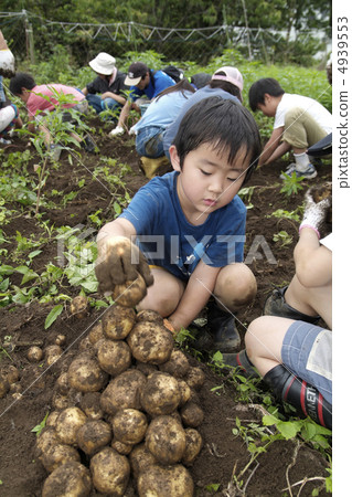 Digging potatoes Digging potatoes 4939553