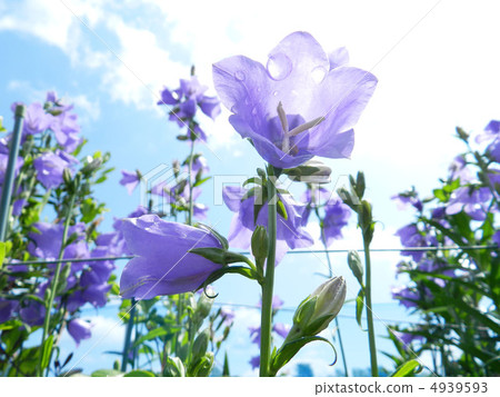 Momotori (Momoi Kikyo) 4939593