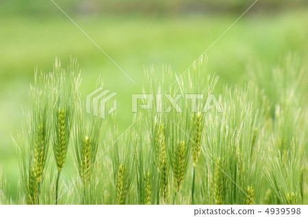 Blue wheat 4939598
