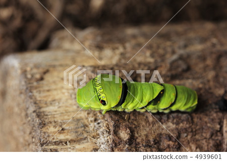 The larva of the clover The larva of the clover 4939601