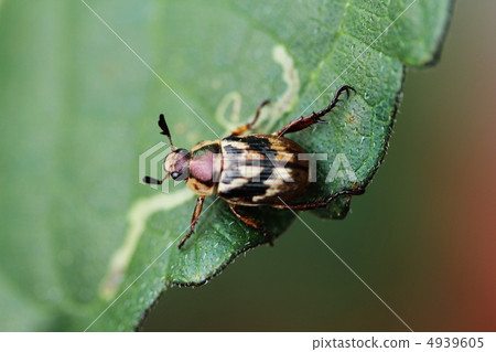 Semadarakogane Semadarakogane 4939605