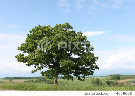 Seven Star Tree Seven Star Tree 4939608