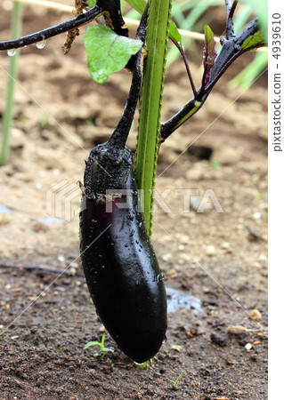 eggplant eggplant 4939610