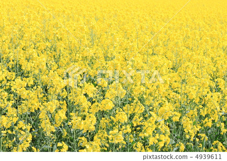 Rape blossoms 4939611