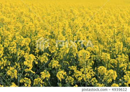 Rape blossoms Rape blossoms 4939612