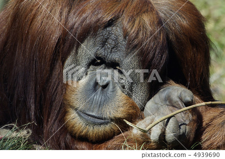 Orangutan 4939690