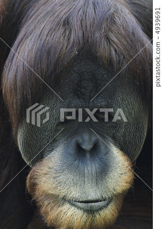 猩猩 4939691