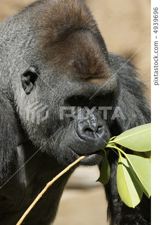 Nishi Roland大猩猩黑色大猩猩 4939696