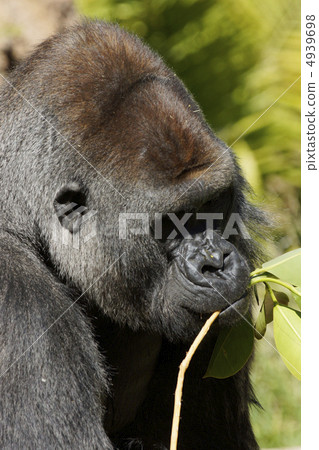 Nishi Roland gorilla black gorilla 4939698