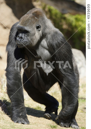 Nishi Roland大猩猩黑色大猩猩 4939699