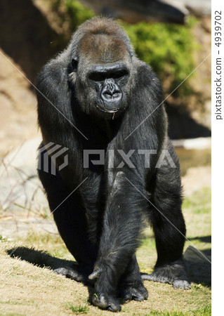 Nishi Roland gorilla black gorilla Nishi Roland gorilla black gorilla 4939702