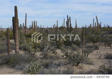 Cardon Hassilla Cactus Sky Blue Sky Plant Cactus Cardon Hassilla Cactus Sky Blue Sky Plant Cactus 4939740