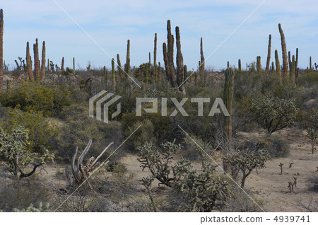 Cardon Hassilla Cactus Sky Blue Sky Plant Cactus Cardon Hassilla Cactus Sky Blue Sky Plant Cactus 4939741
