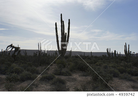 Cardon Hassilla Cactus Sky Blue Sky Plant Cactus Cardon Hassilla Cactus Sky Blue Sky Plant Cactus 4939742