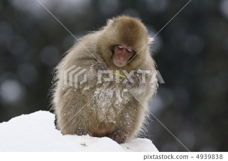Japanese monkeys in the snow Japanese monkeys in the snow 4939838