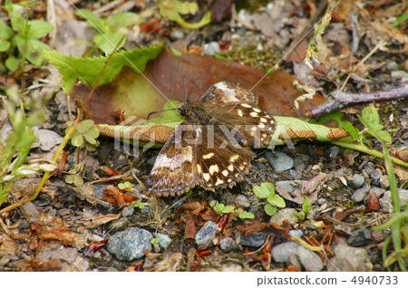 Miyamaseseri 4940733