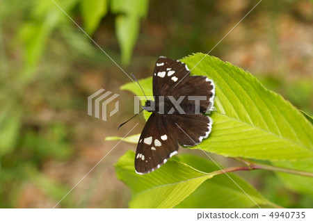 Diamondsensei 4940735