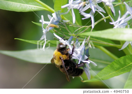 一隻熊在初夏堅持鮮花(特寫) 一隻熊在初夏堅持鮮花(特寫) 4940750