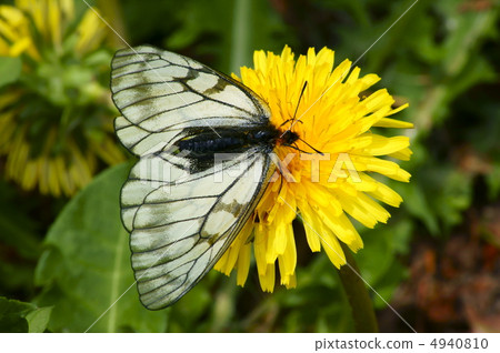 烏蘇巴族 4940810