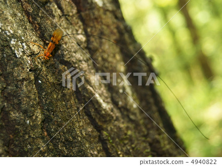 熊胡佛 熊胡佛 4940822