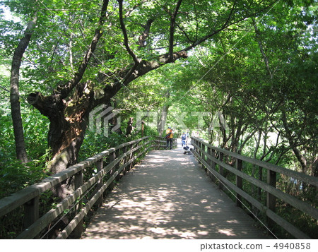 Shichijii Park's tree road 4940858