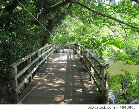 Shichijii Park's tree road 4940905