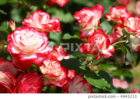 Rose Jubilete du Princess de Monaco Rose Jubilete du Princess de Monaco 4943213