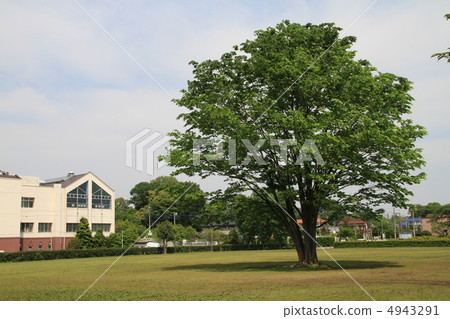 A big tree in the square A big tree in the square 4943291