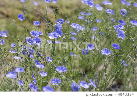 Strawberry Flax Flower Strawberry Flax Flower 4943384