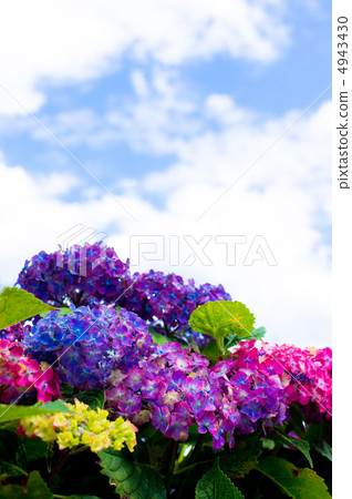 Hydrangea and the sunny day of the rainy season Hydrangea and the sunny day of the rainy season 4943430