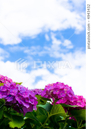 Hydrangea and the sunny day of the rainy season Hydrangea and the sunny day of the rainy season 4943432