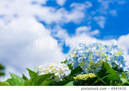 Hydrangea and the sunny day of the rainy season Hydrangea and the sunny day of the rainy season 4943438