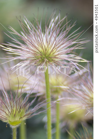 Okinagusa Okinagusa 4943501