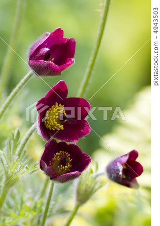 Okinagusa Okinagusa 4943503